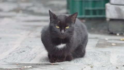 Selective focus footage of a cute black cat lying on a stone slabs 動画素材 304265237
