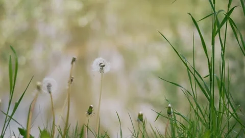 Selective focus footage of grass and dandelions in a sunny meadow Stock-Footage 241140219