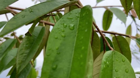 Selective focus footage of praying mantis hiding under the durian leaf Stock Footage 331677911
