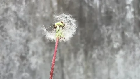 Selective focus fragile dandelion seeds close view Stockbeeldmateriaal 334329242
