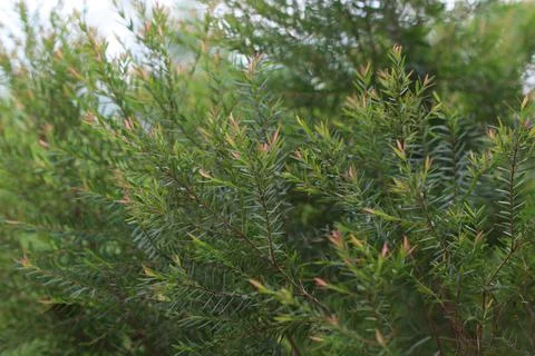 Selective focus at Fragrant pine leaves pine growth in the nature background Stock Photos