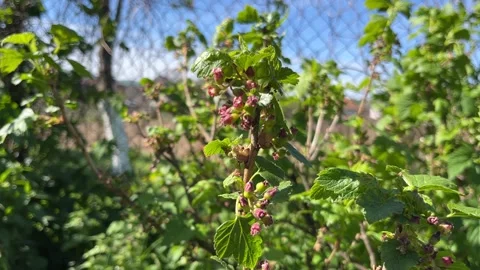 Selective focus fresh blackcurrant buds and young leaves close-up Stock Footage 334326853