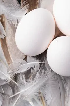 Selective focus, fresh chicken eggs Stock Photos