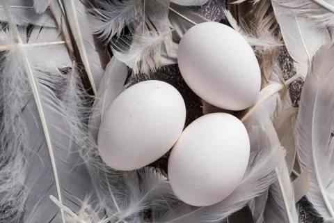 Selective focus, fresh chicken eggs Foto stock