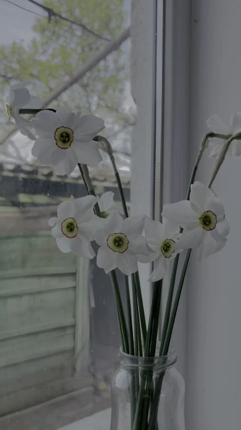 Selective focus fresh daffodils in transparent vase by the window light Stockbeeldmateriaal 334329922