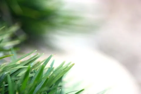 Selective focus of fresh grass for use in background Stock Photos