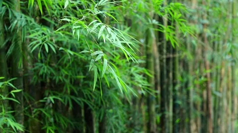 Selective Focus of Fresh Green Bamboo Leaves in Bamboo Grove 스톡 동영상 344233157