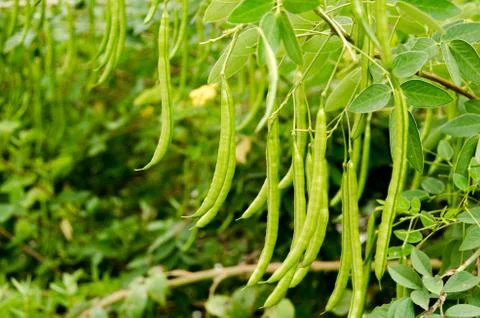Selective focus of  fresh green beans in field farm Stock Photos