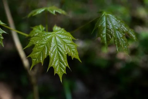 Selective focus of fresh green maple leaf on dark blured background Stock Photos