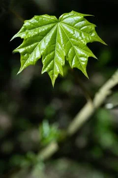 Selective focus of fresh green maple leaf on dark blured background Stock Photos
