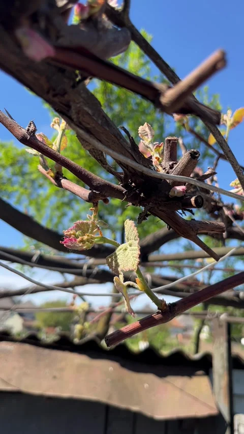 Selective focus fresh green shoots on grape vine in spring Stock Footage 334327133
