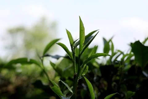 Selective focus of fresh green tea leaves in tea plantation background Stock Photos