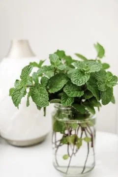 Selective focus of fresh mint plant on a vase. Stock Photos
