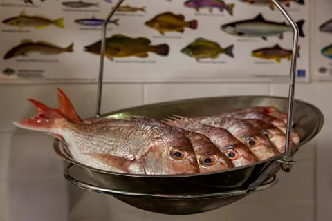 Selective focus on fresh pink snapper in a weighing tray and fish poster bg Stock Photos