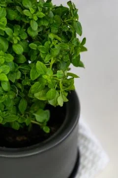Selective focus, fresh potted Basil Bush Stock Photos