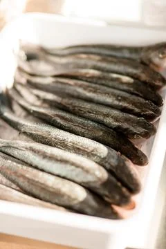 Selective focus on fresh raw fish lying in a row in a white tray 스톡 사진