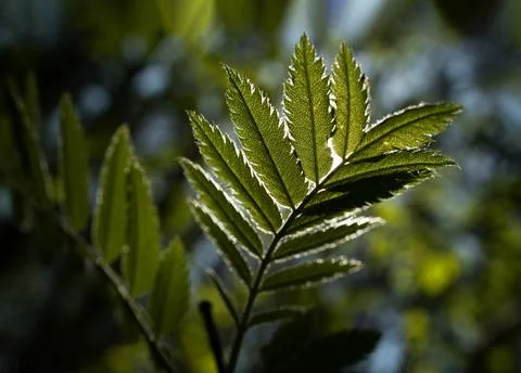 Selective focus of fresh rowan leaf opposite the sunlight on blured backgroun Stock Photos