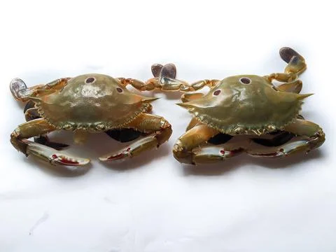 Selective focus of Fresh Three Spotted swimming Crab isolated on a White Back Stock Photos