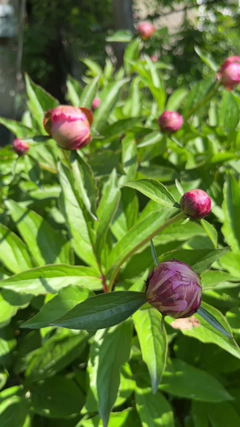 Selective focus fresh unopened buds on green bush Video stock 335588300