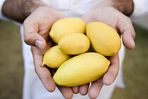 Selective focus at fresh yellow lemons in hands of the male farmer Stock Photos