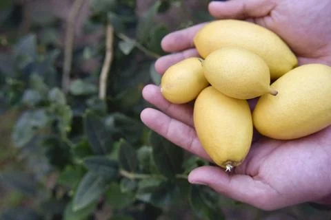 Selective focus at fresh yellow lemons in hands of the farmer Stock Photos