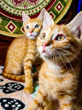 Selective focus of friendly orange Indian tabby cats Stock Photos