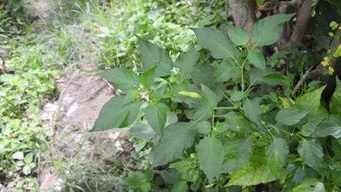 Selective focus on fruiting chili plants 스톡 동영상 258416119