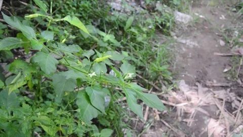 Selective focus on fruiting chili plants Video stock 258416157