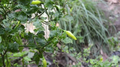 Selective focus on fruiting chili plants 스톡 동영상 282770910