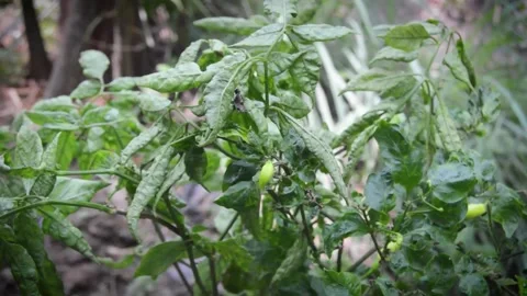 Selective focus on fruiting chili plants Video stock 282770972