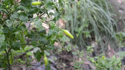 Selective focus on fruiting chili plants Video stock 282771252