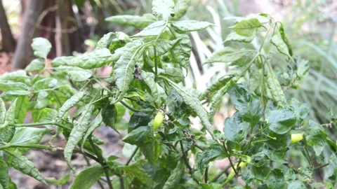 Selective focus on fruiting chili plants 库存影片 290853268