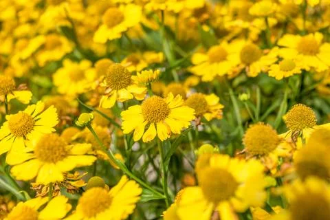 Selective focus full frame of yellow blooming helenium flowers. Focus on th.. Stock Photos