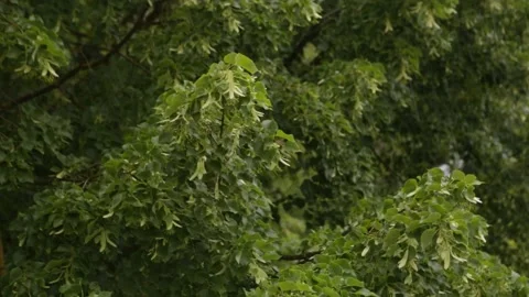 Selective focus, full hd footage. Close up raining shower over the tree. Stock Footage 201326614