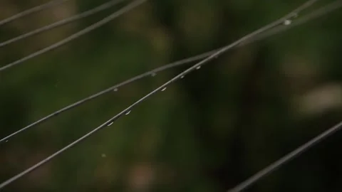 Selective focus, full hd footage. Close up raining shower over the tree Video stock 214300008