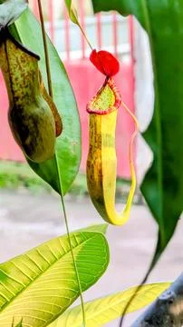 Selective focus. A full view of half reddish body of Nepenthes. Stock Photos