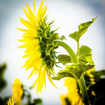 A selective focus of a fully bloomed sunflower against a bright blurred backg Stock Photos