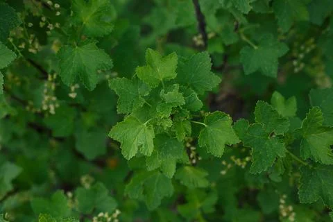 Selective focus, garden currant leaves close up Stock Photos