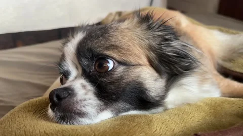 Selective focus gentle pet expression while lying on soft cozy blanket Stock Footage 334326804