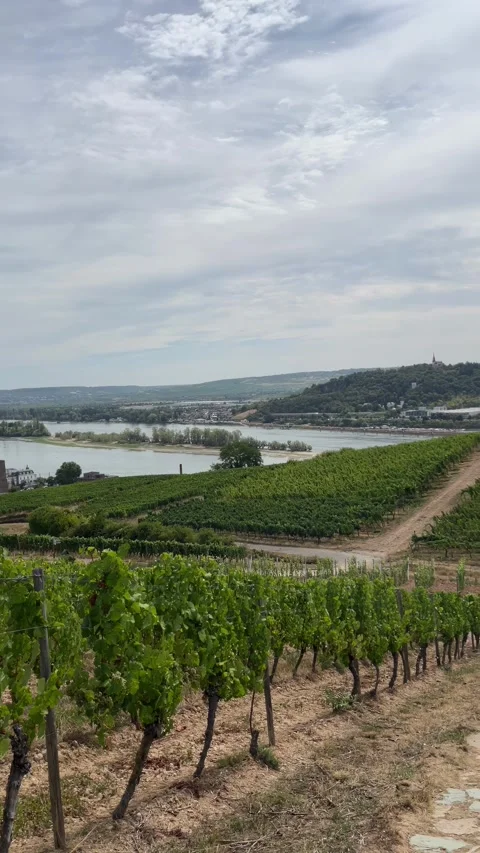 Selective focus German vineyards along the Rhine Valley Video stock 346068656