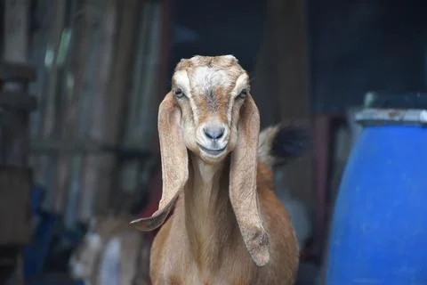 Selective focus of a goat looking at the camera Stock Photos