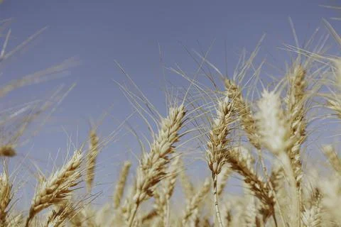 Selective focus of gold grain ready for harvest growing in a farm field. Mock up Stock Photos
