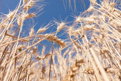 Selective focus of gold grain ready for harvest growing in farm field. Global Stock Photos