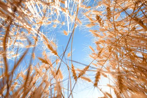 Selective focus of gold grain ready for harvest growing in farm field. Global Stock Photos