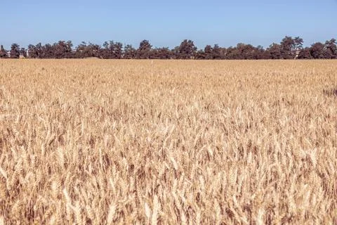 Selective focus of gold grain ready for harvest growing in farm field. Global Stock Photos