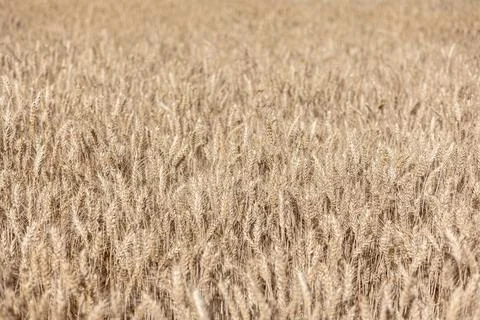 Selective focus of gold grain ready for harvest growing in farm field. Global Stock Photos