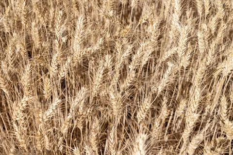 Selective focus of gold grain ready for harvest growing in farm field. Global Stock Photos