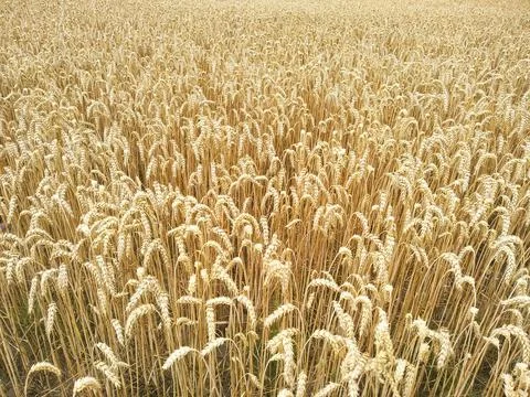 Selective focus gold spikelets of wheat against background of yellow field. Stock Photos