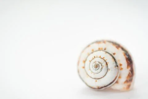 Selective focus of a grape snail shell close-up on a light background, in Stock Photos
