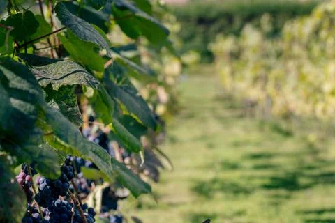 Selective focus of grapes growing in a vineyard Stock Photos